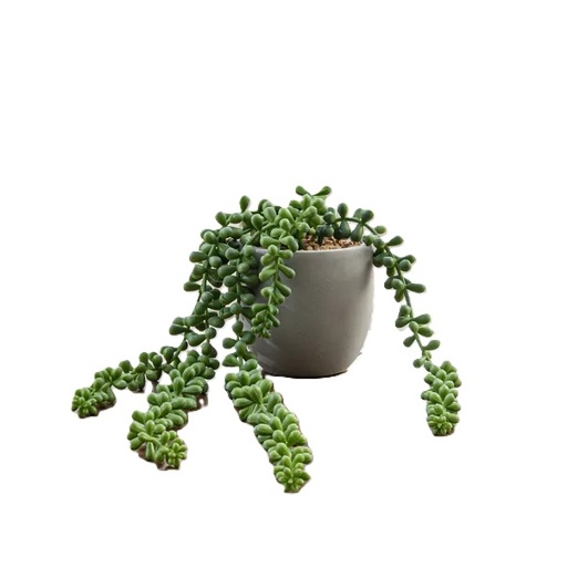 Plants - Artificial String of Pearls in Cement Pot (16cm)